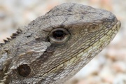 Jacky Lizard (Amphibolurus muricatus)
